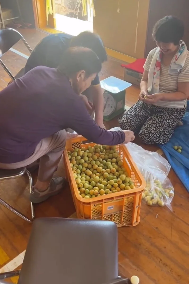 収穫した梅を選別する上黒丸のみなさん