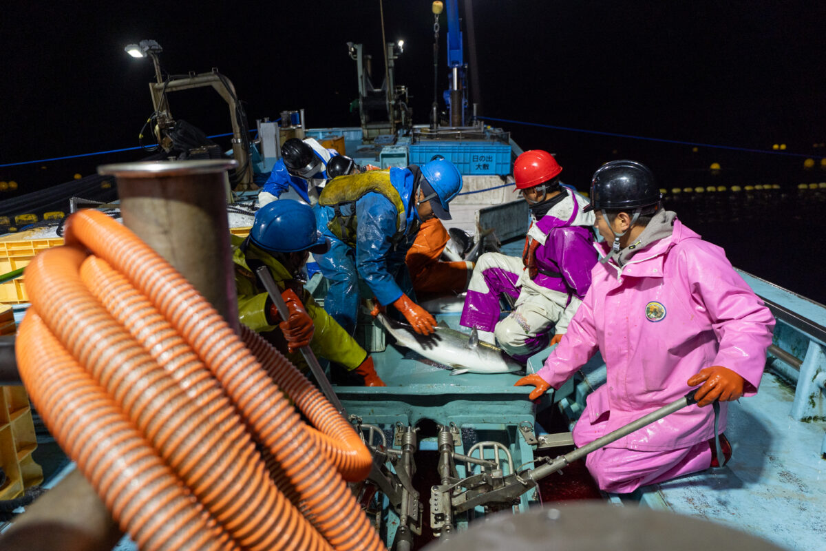 :取材時はブリのシーズン。命をいただくことの重みを感じて