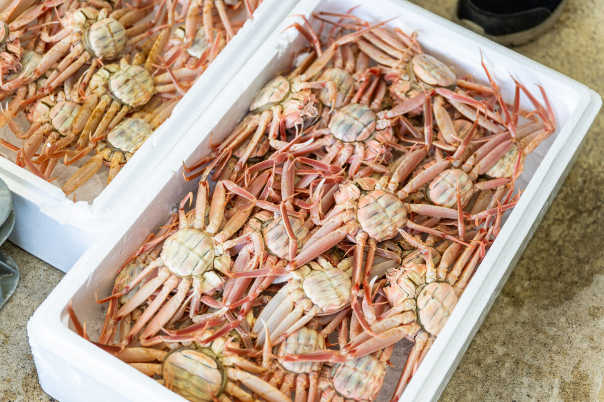 取材日は、香箱ガニの漁期真っ最中