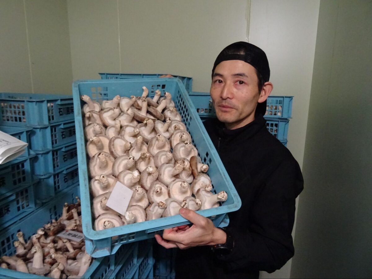 大きくて肉厚なしいたけをとるために毎日ハウスに通い温度や湿度をチェック