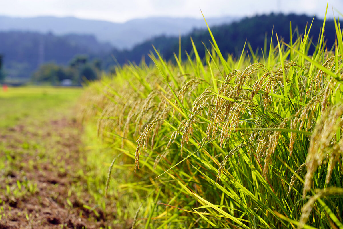 珠洲市で有機農業に挑戦している水田