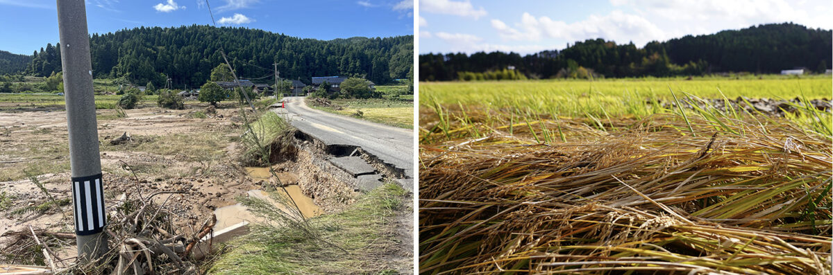 左は2024年元日の地震による地割れ被害、右は9月の豪雨で田んぼに泥水が流れ込み収穫間際の稲が倒伏した様子