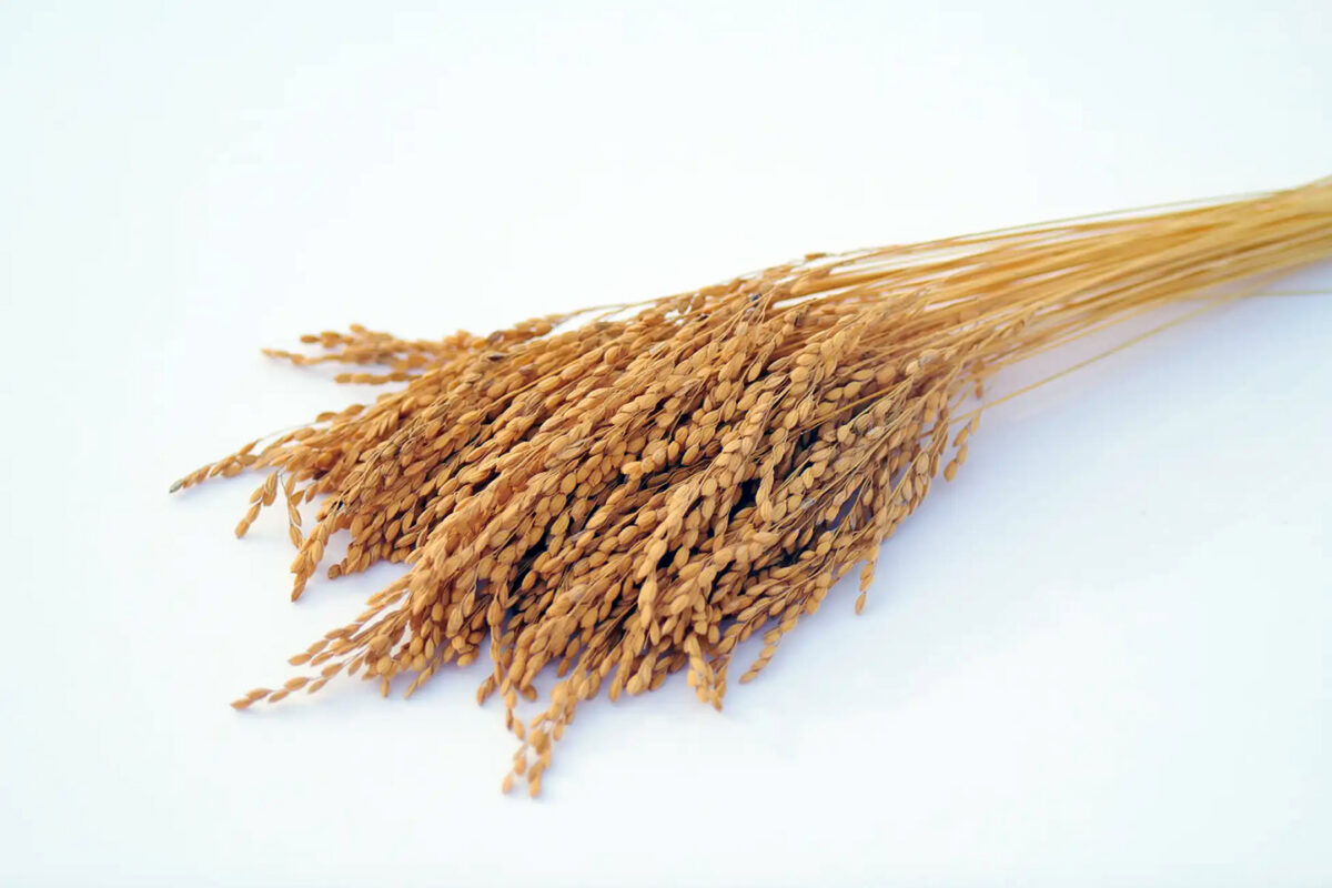 特別栽培「さくら福姫」の稲穂