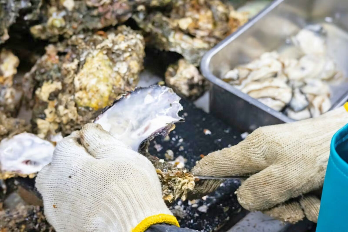 スーパーや市場などで流通しているのは調理しやすいむき身の牡蠣がほとんど