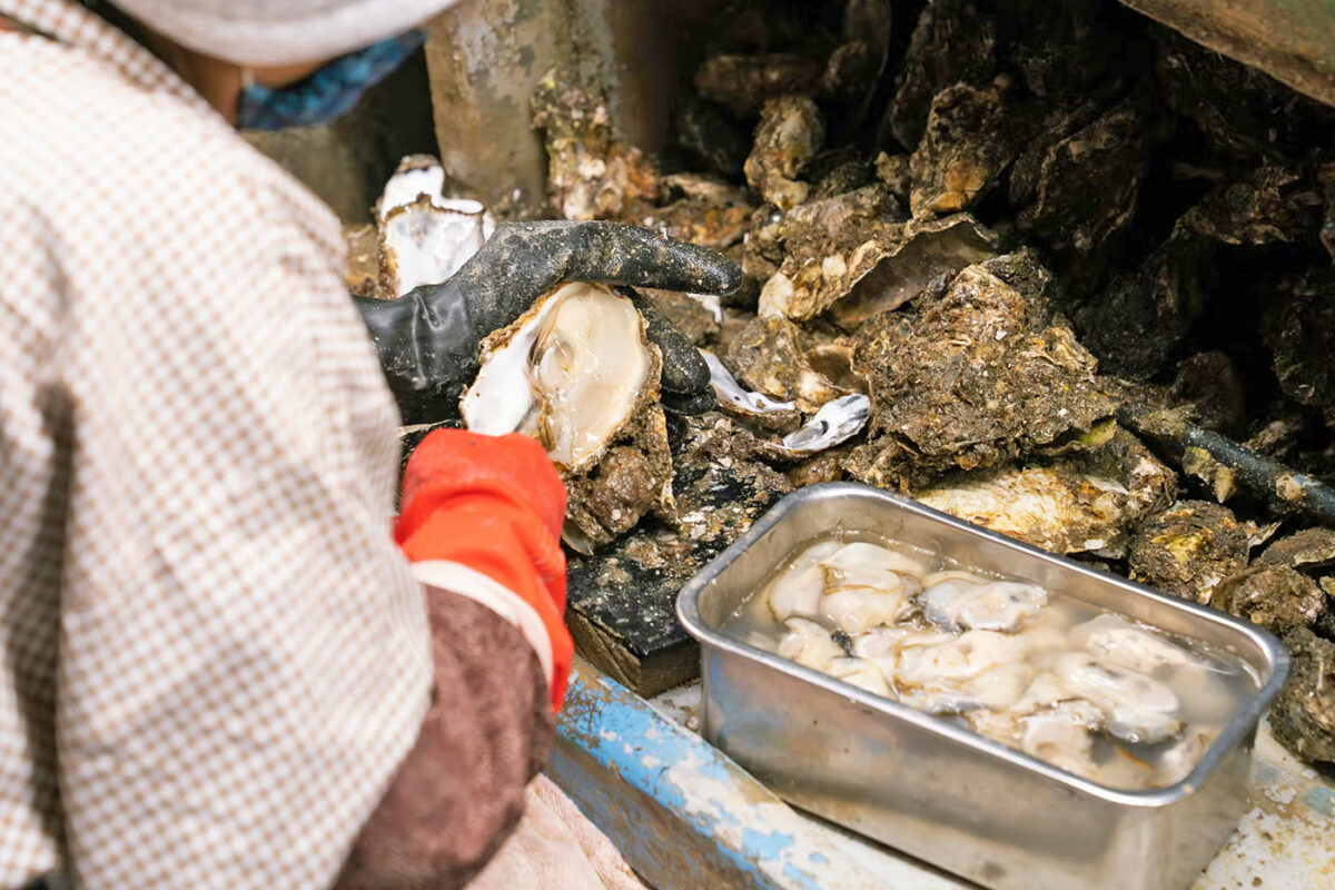 丁寧な手作業で行われている殻むき