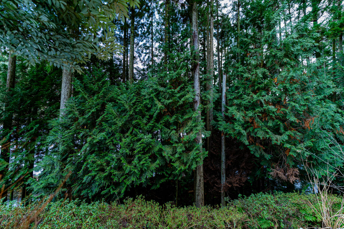 能登ヒバ（アテ）の木