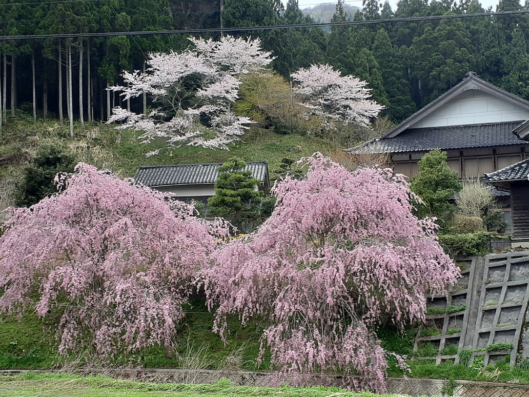 春になると枝垂れ桜が咲き乱れる滝又の集落