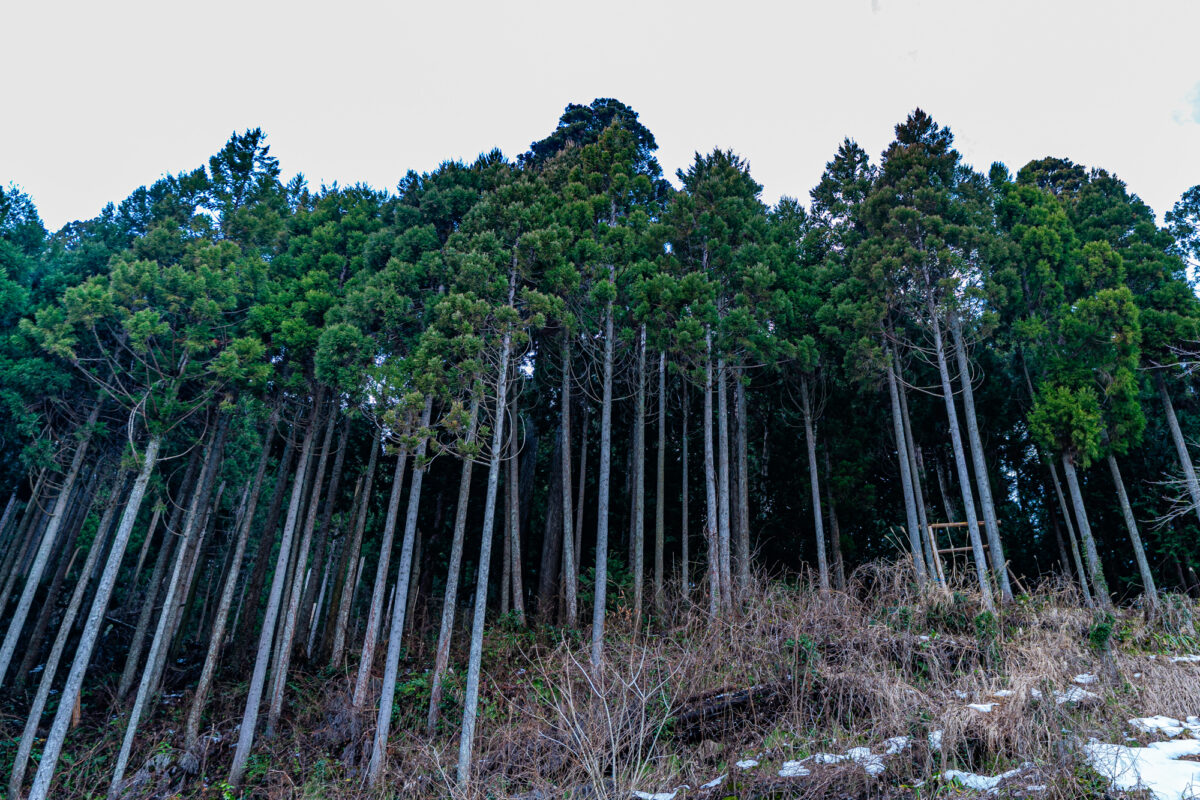 人の手を入れて維持しなければならない森