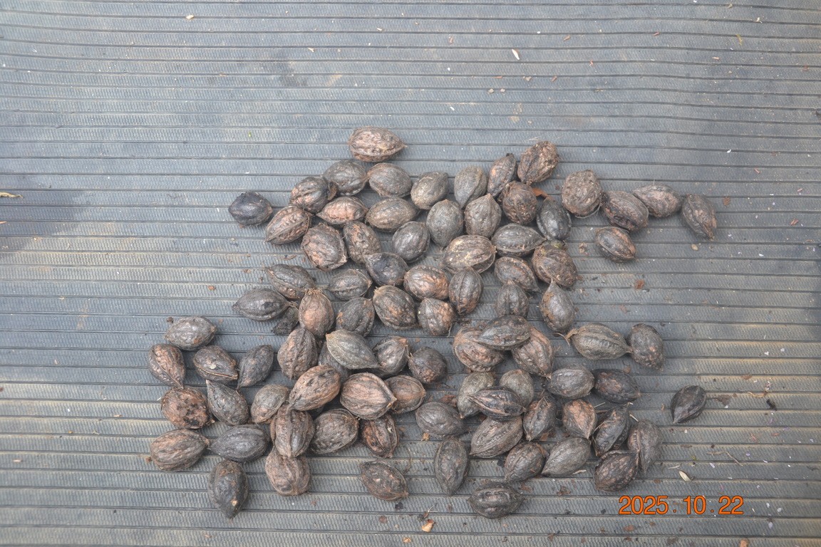 山にはさまざまな木が自生している。写真は山で採れた胡桃の実