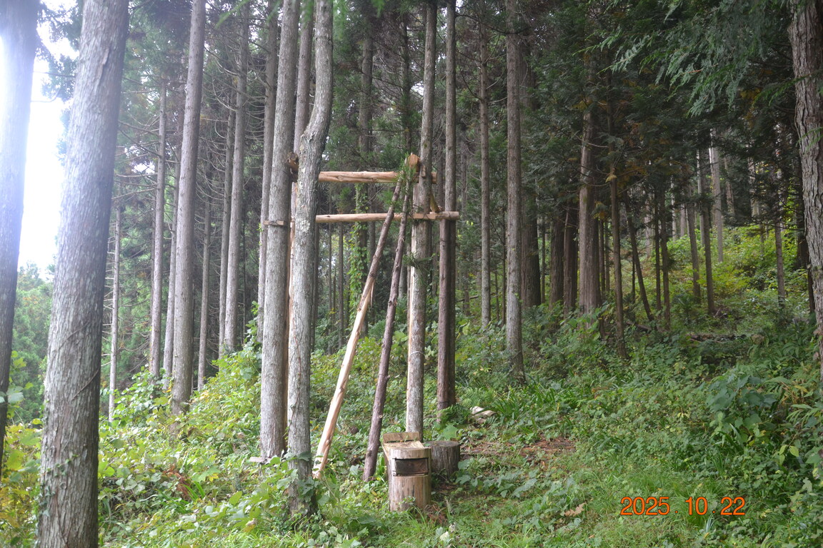 立ち並ぶ木々のあいまに、ツリーハウスの骨組みを設置中