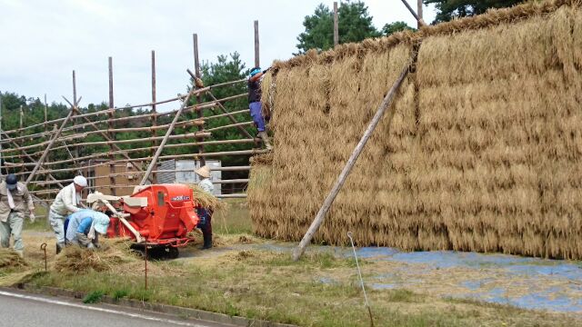 収穫後の稲わらを天日干しにする、「ハザがけ」の作業（農事組合法人きずな提供）