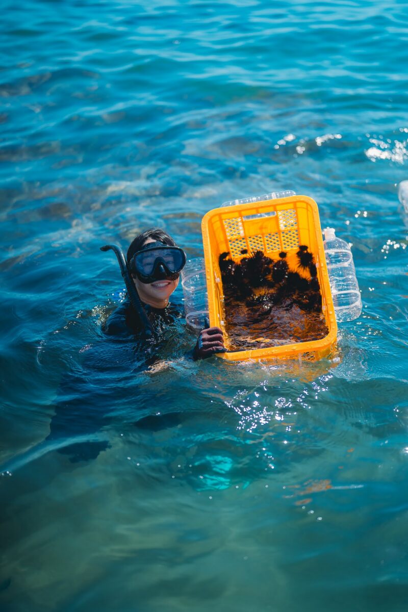 2025年7月に実施した「ウニ間引きイベント」。予想外においしかった